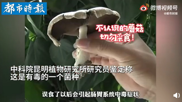 傳送帶輸送帶廠家：神奇！昆明一辦公室內(nèi)竟長出有毒蘑菇